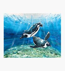 Penguin Dive Photographic Print