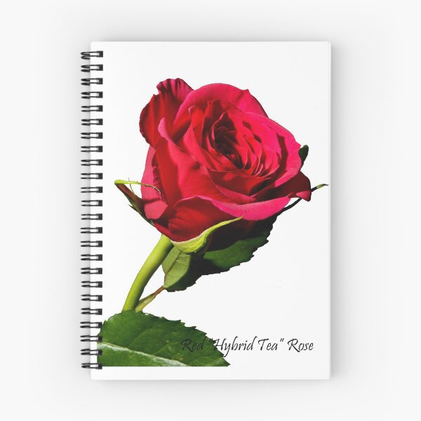 Item preview, Red Hybrid Tea Rose designed and sold by Frank  Irwin.