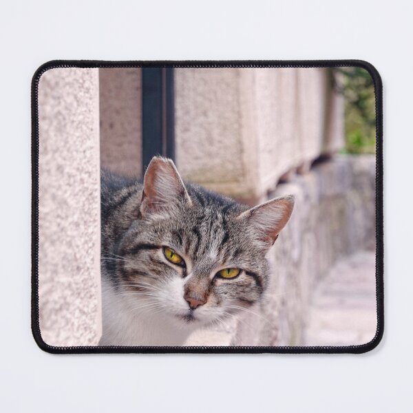 Item preview, Cat in Kotor  designed and sold by Chen He.