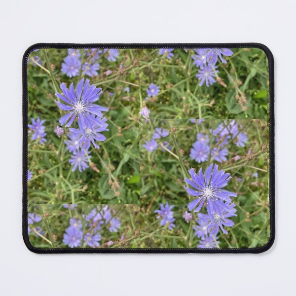 Item preview, Chicory Morning designed and sold by BoboSparkArt.