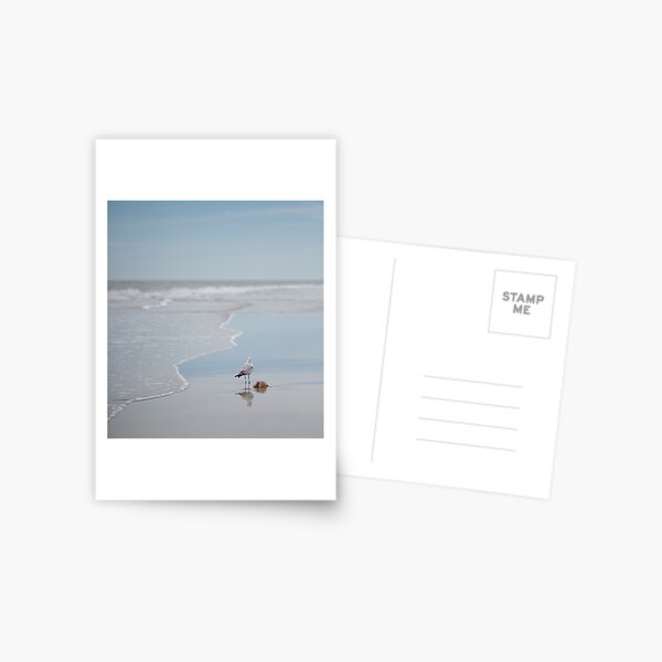 Item preview, A Seagull’s snack designed and sold by EvelynGracePhotography.