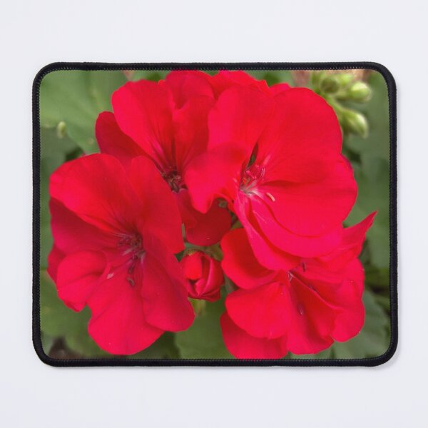 Item preview, Red Geraniums designed and sold by Amanda1775.