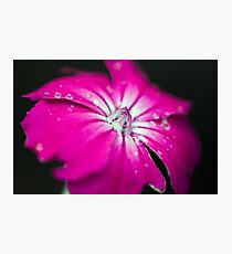 Macro flower with droplets of water Photographic Print