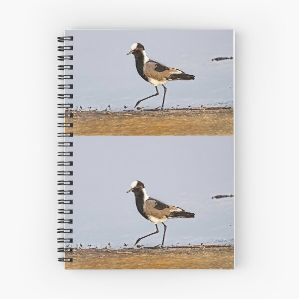 Item preview, Blacksmith Lapwing Aka Blacksmith Plover designed and sold by Kay Brewer.
