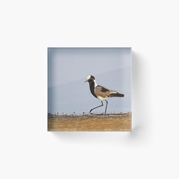 Item preview, Blacksmith Lapwing Aka Blacksmith Plover designed and sold by Kay Brewer.