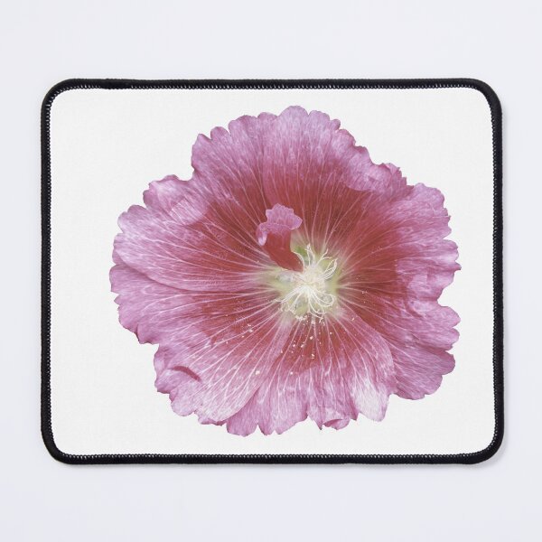 Item preview, Isolated Hollyhock 7-11-25 designed and sold by Thomasyoung.
