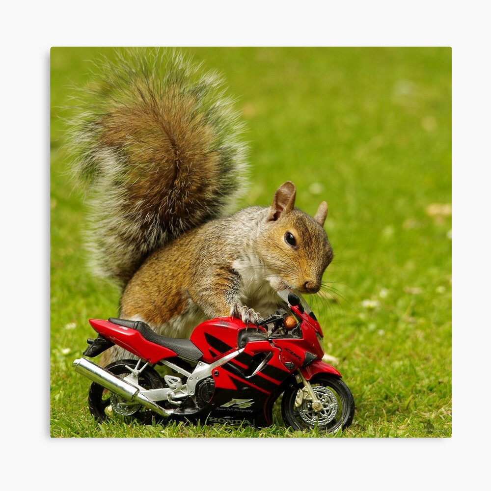 squirrel on motorcycle " Metal Print by Simon-dell | Redbubble