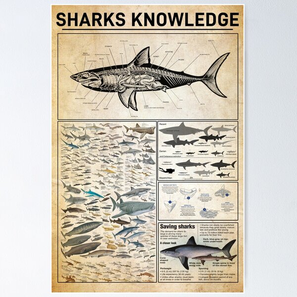 Item preview, Shark Knowledge Infographic for Marine Lovers designed and sold by VizCraft.