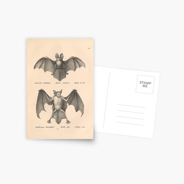 Item preview, Javan slit-faced bat (Nycteris javanica) and reddish-brown lip bat (Noctilis rufus) from "Natural History and Illustrations of Mammals" by Heinrich Rudolf Schinz, 1824. designed and sold by mariapopova.