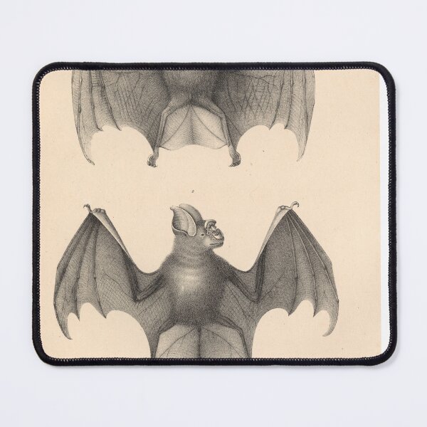 Item preview, Greater false vampire bat (Megaderma lyra) from "Natural History and Illustrations of Mammals" by Heinrich Rudolf Schinz, 1824 designed and sold by mariapopova.
