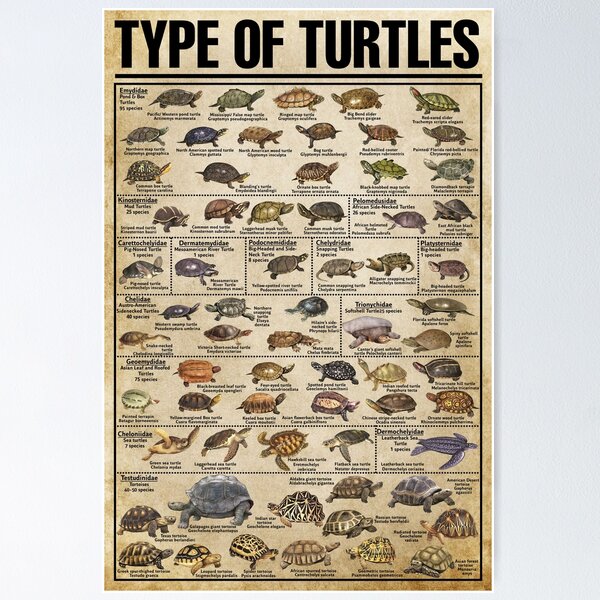 Item preview, Turtle Knowledge Infographic for Wildlife Enthusiasts designed and sold by VizCraft.
