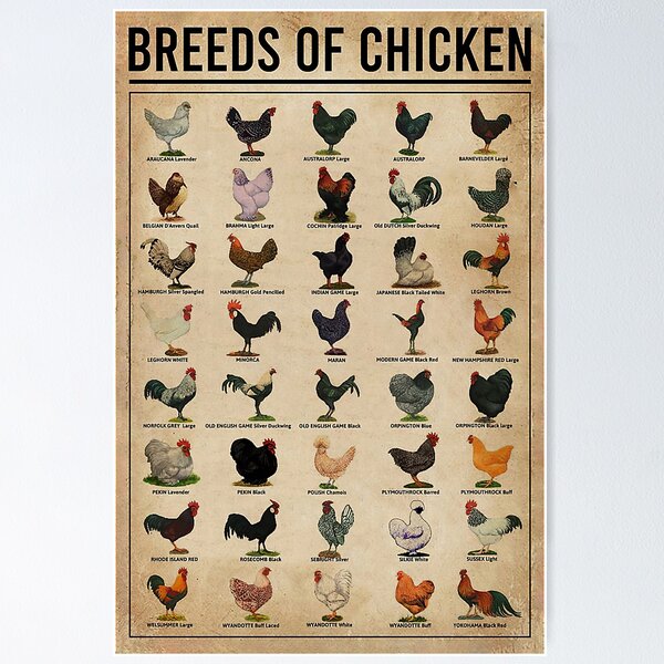 Item preview, Chicken Breeds Knowledge Infographic for Farm Lovers designed and sold by VizCraft.