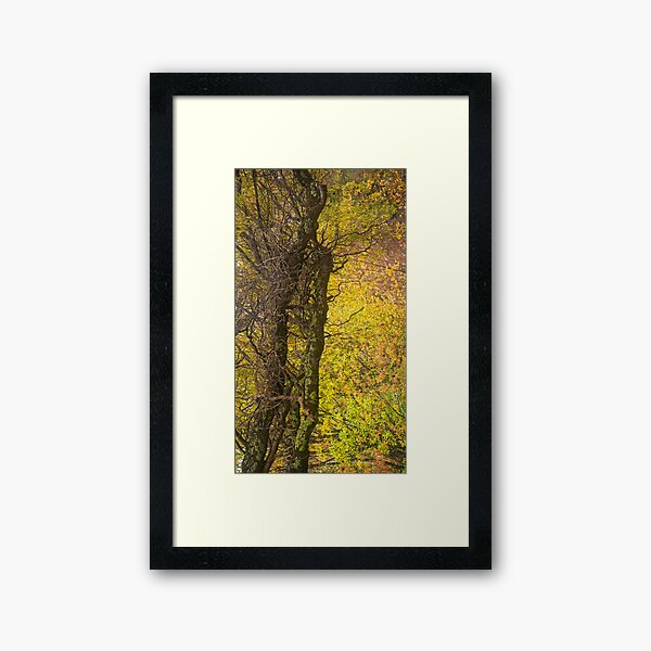 Item preview, Autumn Glow, - Blackheath,australia designed and sold by Salieri1627.