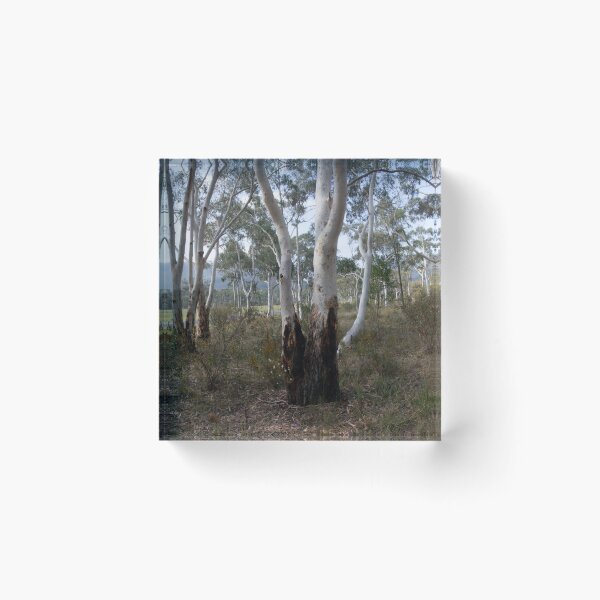 Item preview, Megalong Magic - Megalong Valley NSW designed and sold by Salieri1627.