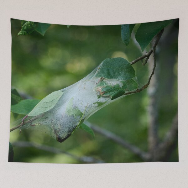 Item preview, Shelter for the future generations. Bird-cherry ermine designed and sold by Jouko Lehto Photography.