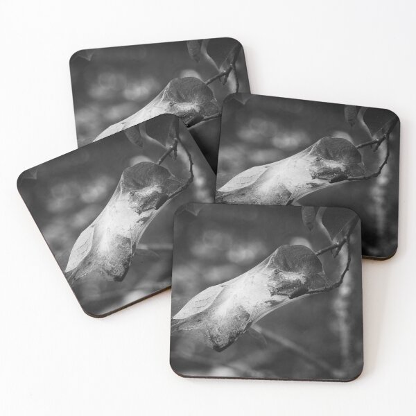 Item preview, Shelter for the future generations. Bird-cherry ermine bw designed and sold by Jouko Lehto Photography.
