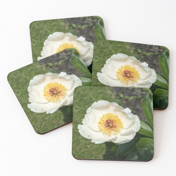 Item preview, One Exquisite Ivory White Peony Bloom designed and sold by Georgia Mizuleva.