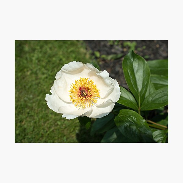 Item preview, One Exquisite Ivory White Peony Bloom designed and sold by Georgia Mizuleva.
