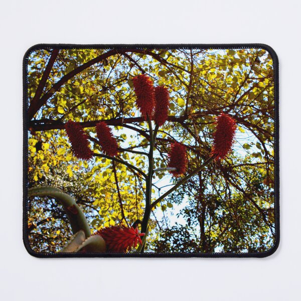 Item preview, Blooming with a back drop  designed and sold by RosJoy.