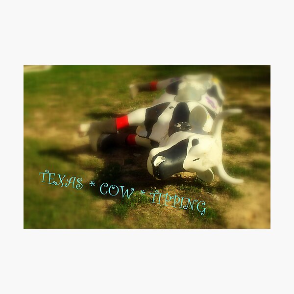 TEXAS COW ~ TIPPING ! ( JUST SAY NO...) Photographic Print