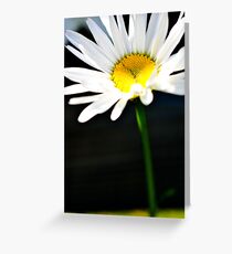 Sunny daisy Greeting Card
