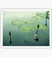 Water Lilies in Bloom Sticker