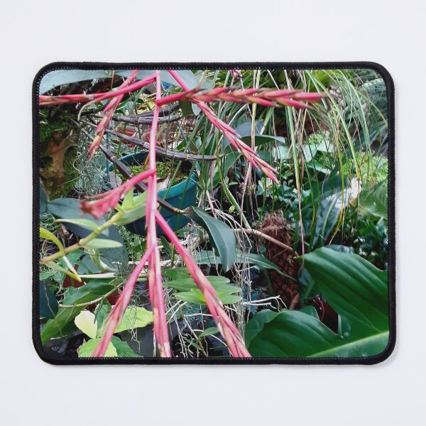 Item preview, Air plant beauty designed and sold by RosJoy.