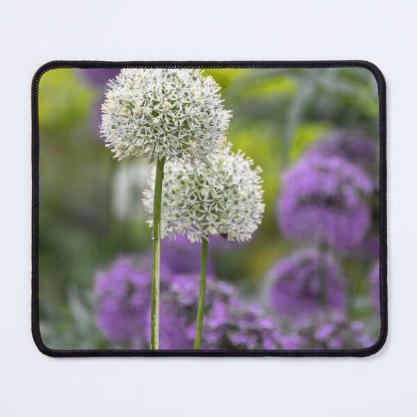 Item preview, UK. Scotland. Edinburgh. Prince's Gardens. Flowers.  designed and sold by vadim19.