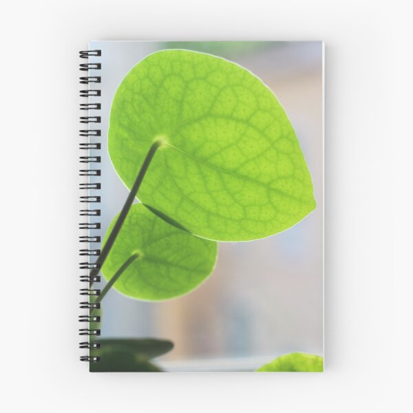 Item preview, Pilea designed and sold by chiara-chiarel.