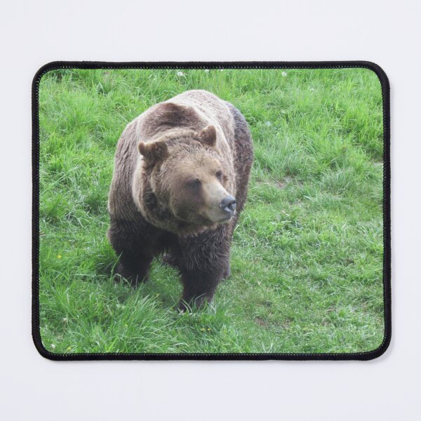 Item preview, Grizzly Bear At Grouse Mountain, BC, Canada designed and sold by lezvee.