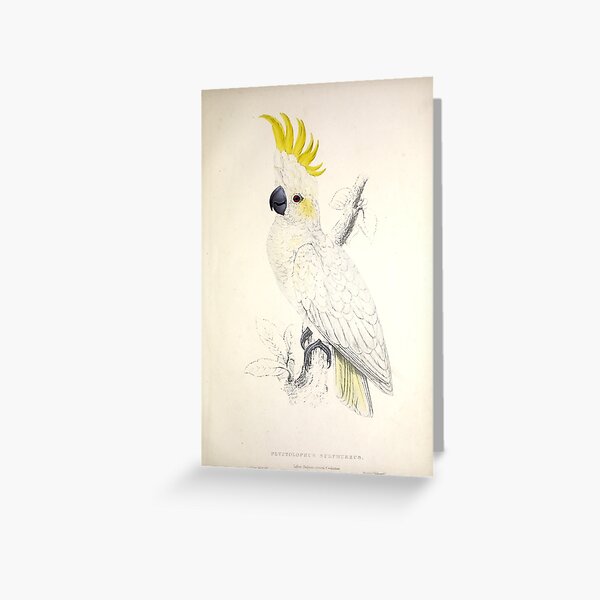 Item preview, Edward Lear's Parrots: Plyctolophus Sulphureus designed and sold by mariapopova.
