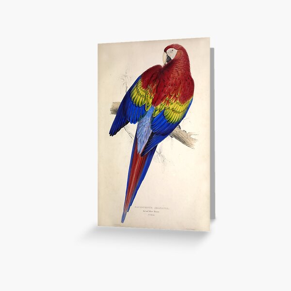 Item preview, Edward Lear's Parrots: Macrocercus Aracanga designed and sold by mariapopova.