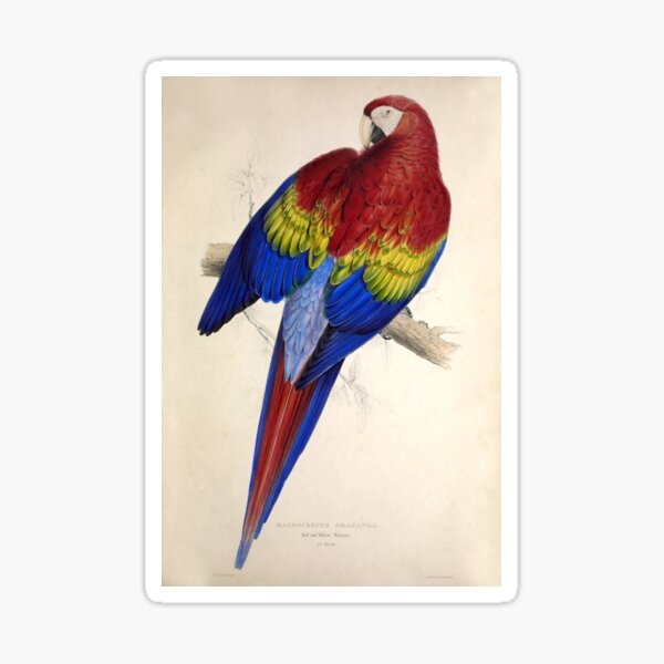Item preview, Edward Lear's Parrots: Macrocercus Aracanga designed and sold by mariapopova.