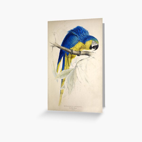 Item preview, Edward Lear's Parrots: Macrocercus Ararauna designed and sold by mariapopova.