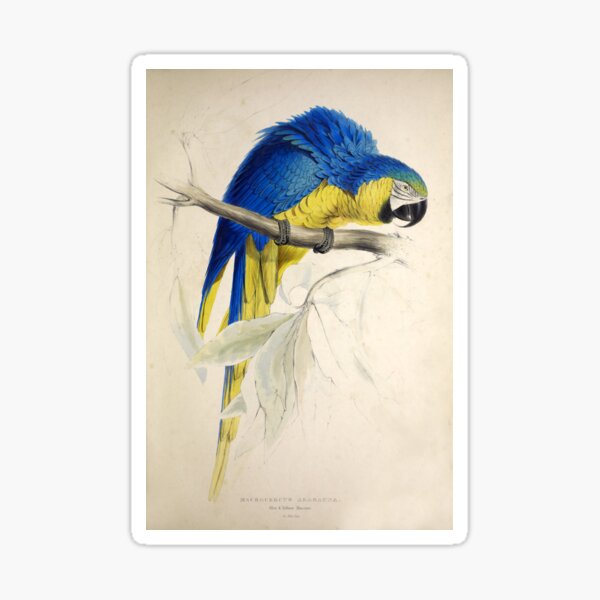 Item preview, Edward Lear's Parrots: Macrocercus Ararauna designed and sold by mariapopova.