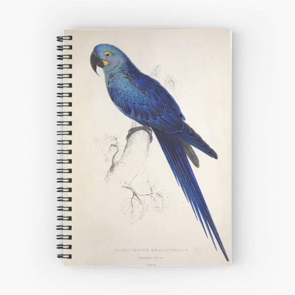 Item preview, Edward Lear's Parrots: Macrocercus Hyacinthinus designed and sold by mariapopova.