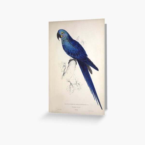 Item preview, Edward Lear's Parrots: Macrocercus Hyacinthinus designed and sold by mariapopova.
