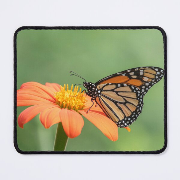 Item preview, Monarch on Mexican Sunflower 7-11-25 designed and sold by Thomasyoung.