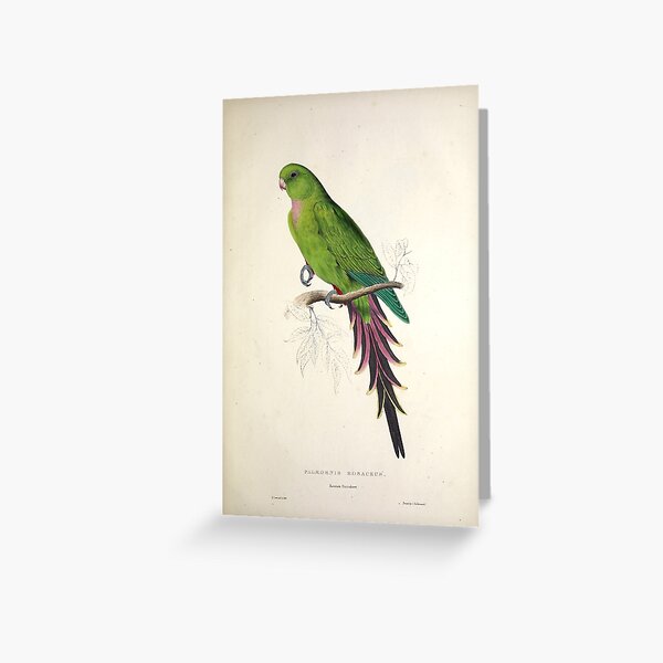 Item preview, Edward Lear's Parrots: Palaeornis Rosaceus designed and sold by mariapopova.