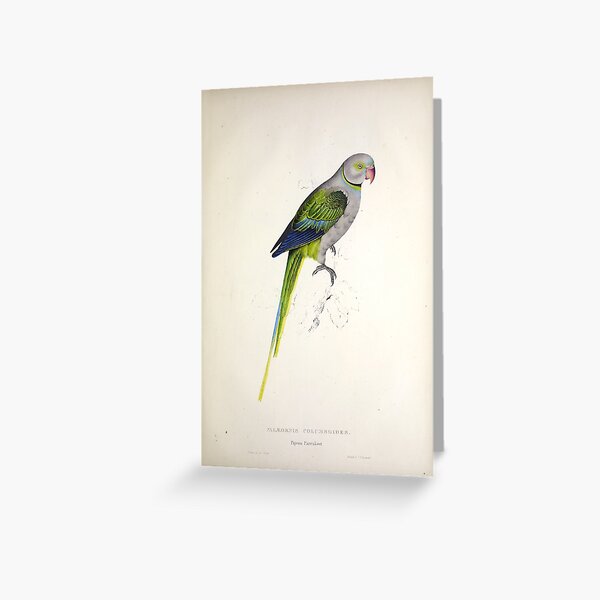 Item preview, Edward Lear's Parrots: Palaeornis Columboides designed and sold by mariapopova.