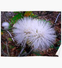 White Ohia Poster