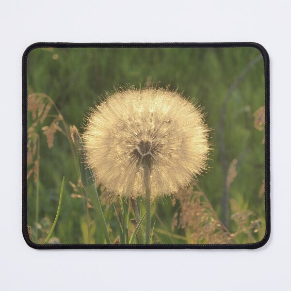 Item preview, Luminous Salsify designed and sold by plains flora.