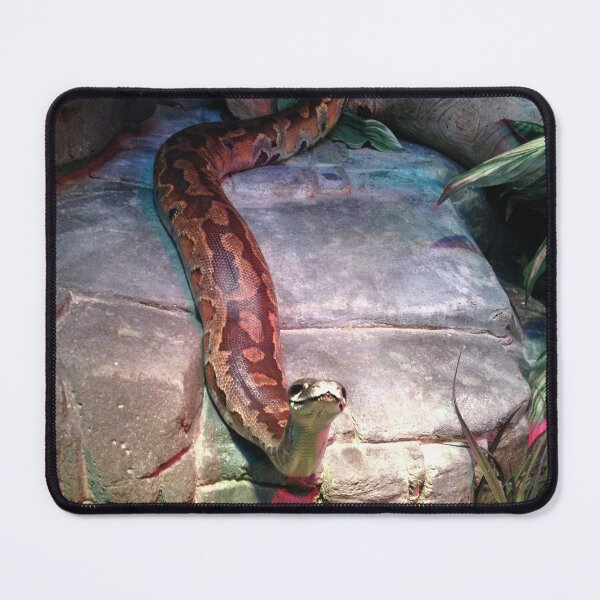 Item preview, Inquisitive snake, Canberra Zoo designed and sold by DarSco75.