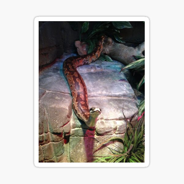 Item preview, Inquisitive snake, Canberra Zoo designed and sold by DarSco75.