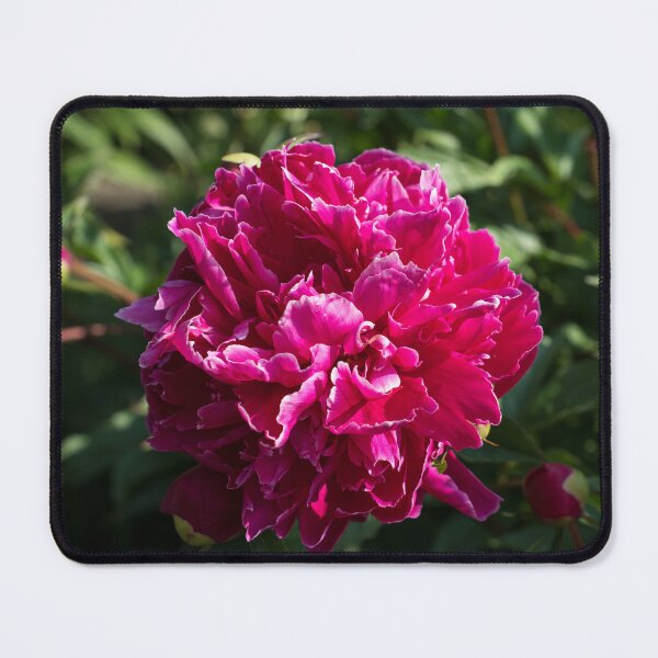 Item preview, Bold Magenta Peony Bloom with White Fringed Petals designed and sold by Georgia Mizuleva.
