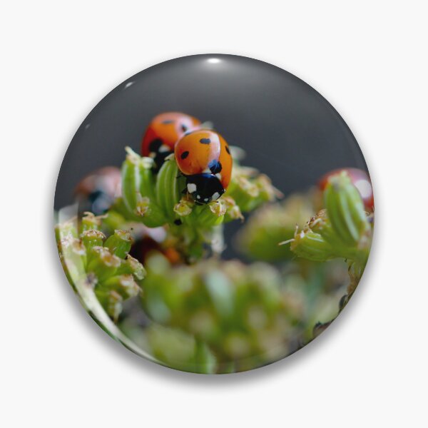 Item preview, Colony of Aphids with Ants and Ladybirds on Lovage designed and sold by Kate Anderson Art.