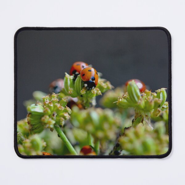 Item preview, Colony of Aphids with Ants and Ladybirds on Lovage designed and sold by Kate Anderson Art.