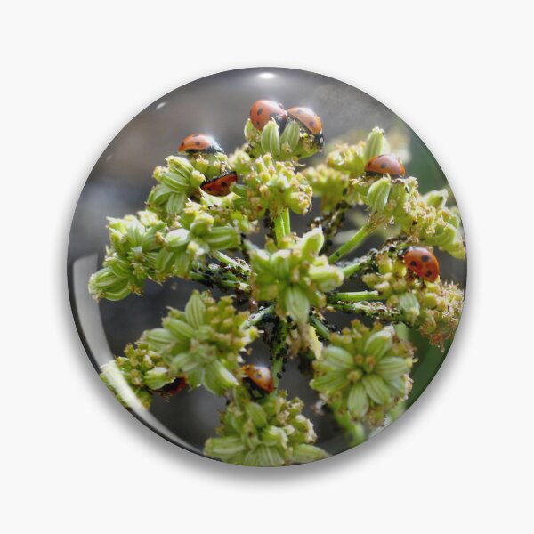 Item preview, Colony of Aphids with Ants and Ladybirds on Lovage designed and sold by Kate Anderson Art.
