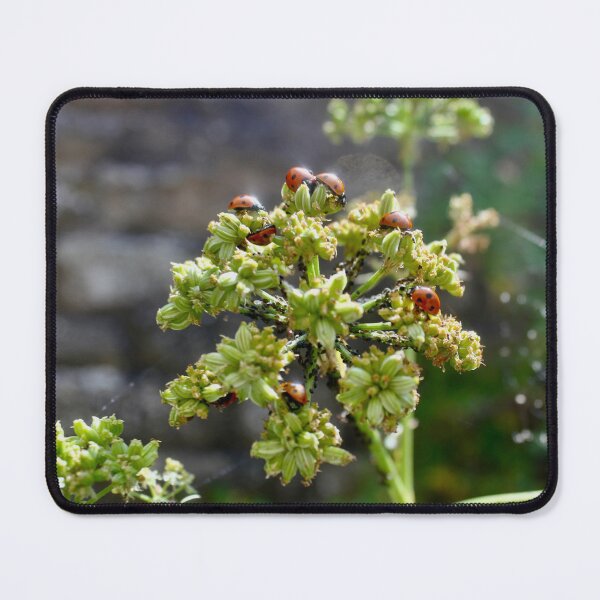 Item preview, Colony of Aphids with Ants and Ladybirds on Lovage designed and sold by Kate Anderson Art.