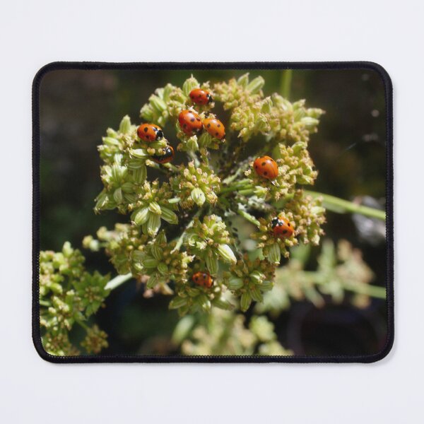 Item preview, Colony of Aphids with Ants and Ladybirds on Lovage designed and sold by Kate Anderson Art.